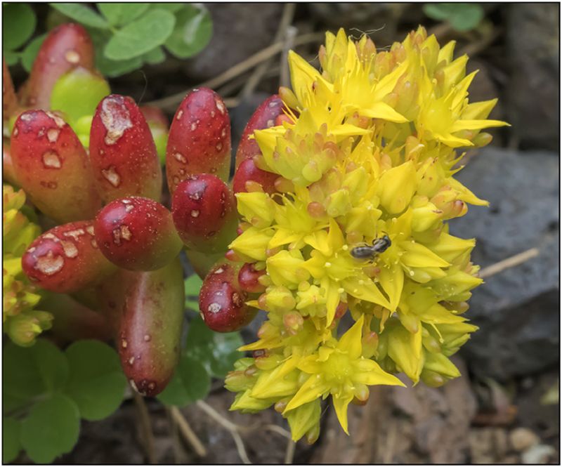 A photo of Sedum rubrotinctum