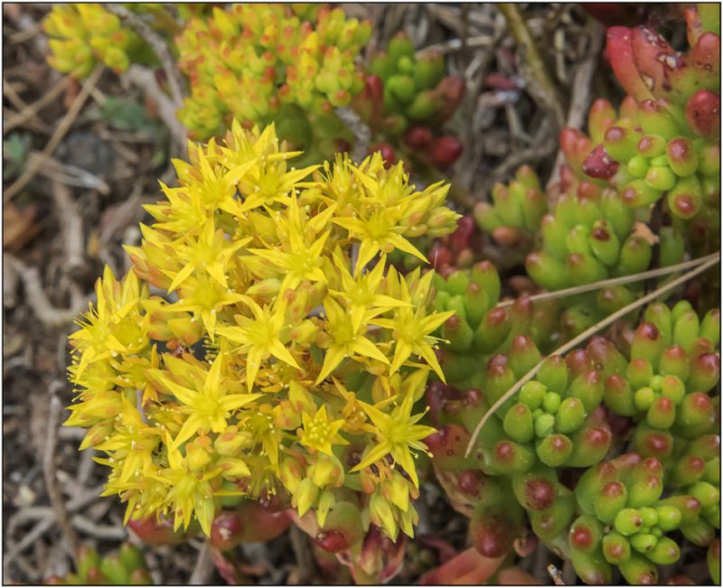 A photo of Sedum rubrotinctum