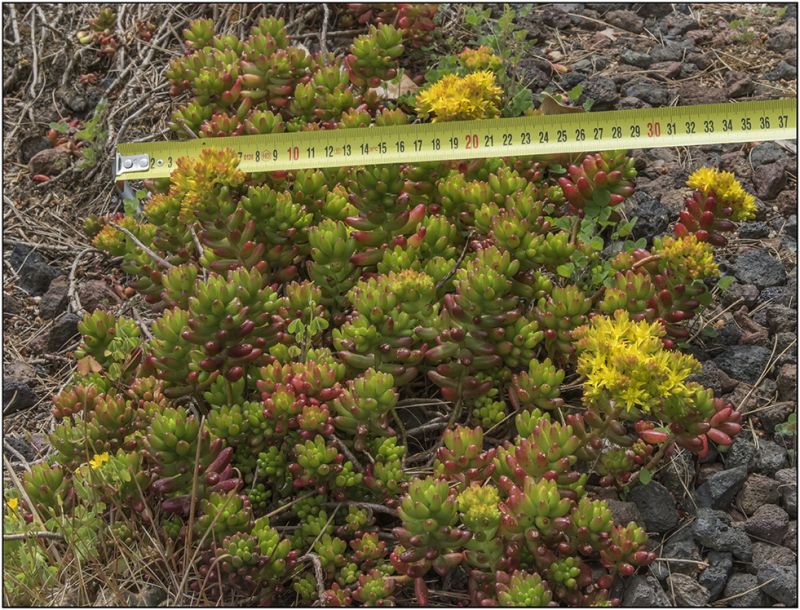 A photo of Sedum rubrotinctum