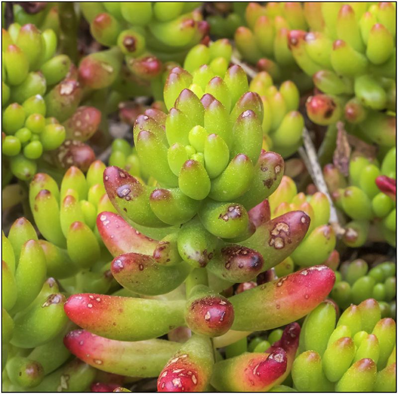 A photo of Sedum rubrotinctum