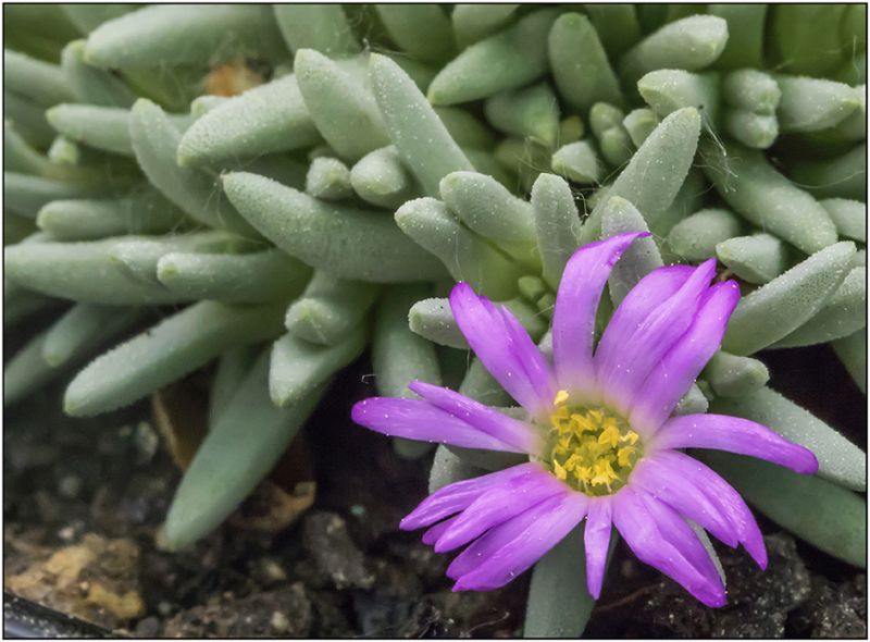 Una foto de Delosperma sphalmanthoides