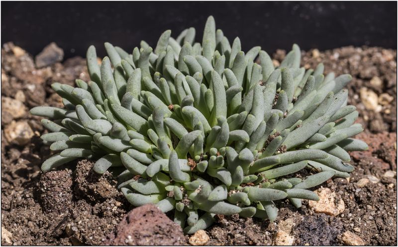 Una foto de Delosperma sphalmanthoides