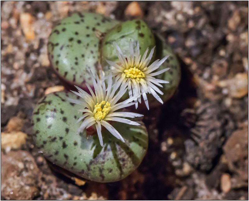 A photo of Conophytum obcordellum