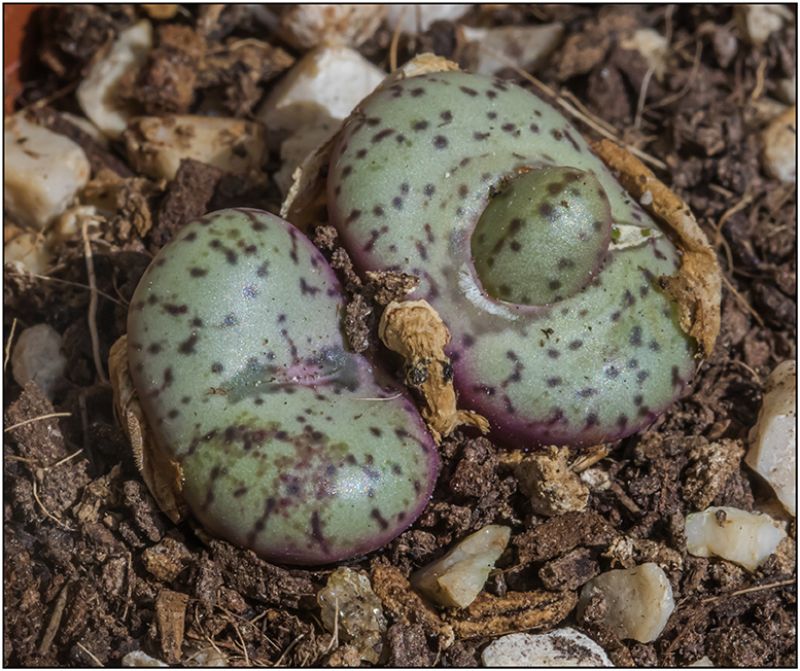 A photo of Conophytum obcordellum