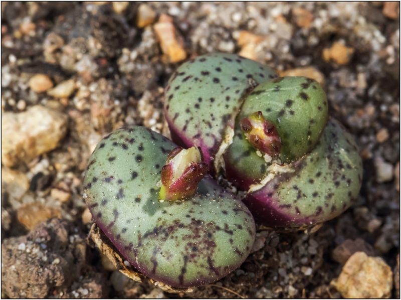 A photo of Conophytum obcordellum