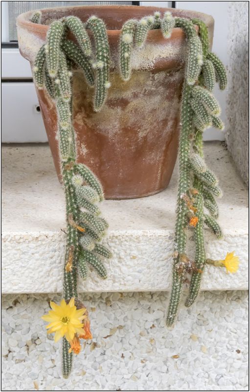 A photo of Echinopsis chamaecereus HIBRIDO