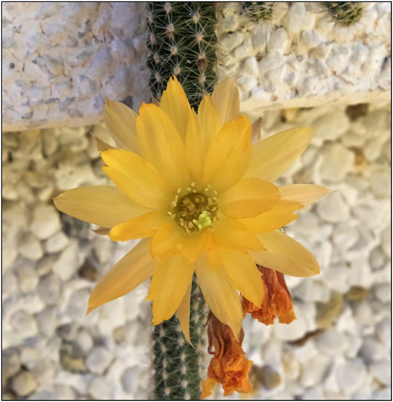 A photo of Echinopsis chamaecereus HIBRIDO