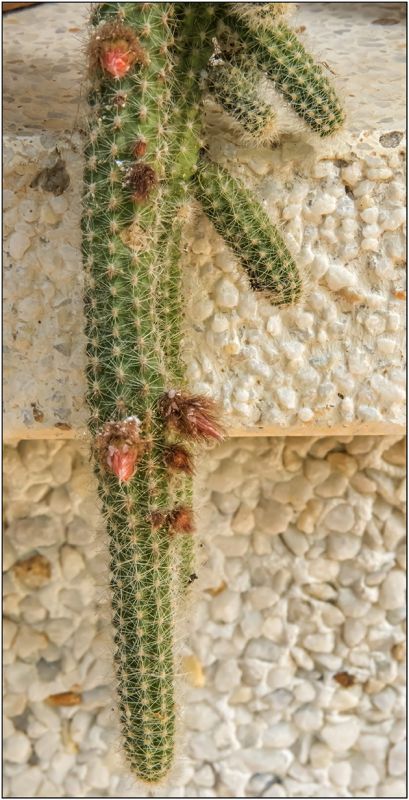 A photo of Echinopsis chamaecereus HIBRIDO