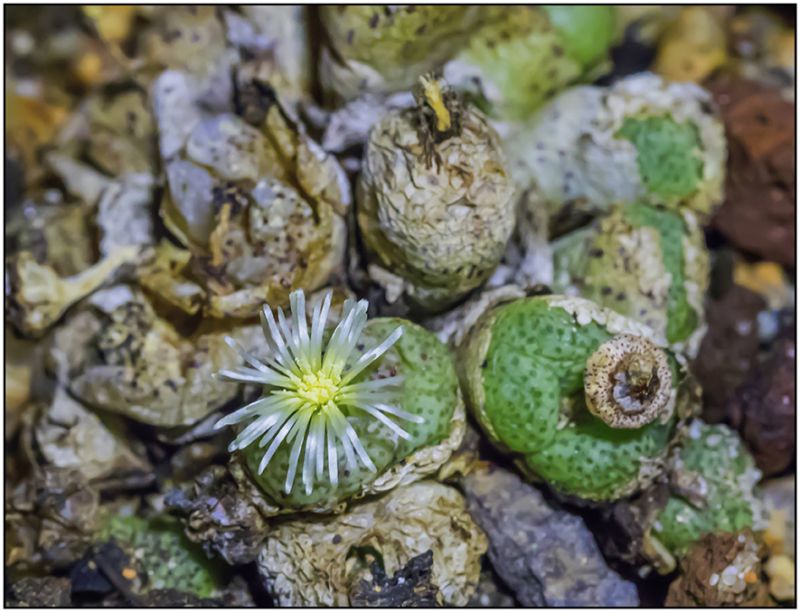 Photo of a cactus currently being identified