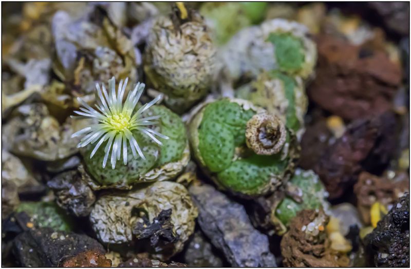 Photo of a cactus currently being identified