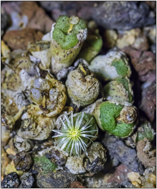 Photo of a cactus currently being identified