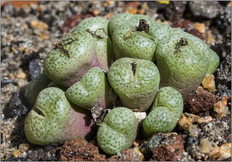 Photo of a cactus currently being identified