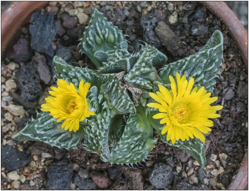 A photo of Faucaria felina ssp tuberculosa cv Super Warty