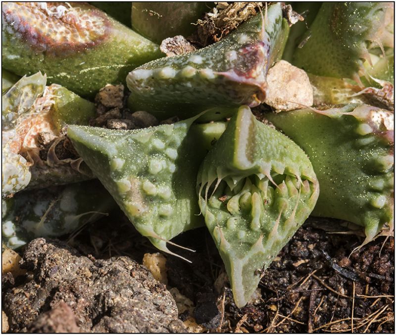 A photo of Faucaria felina ssp tuberculosa cv Super Warty