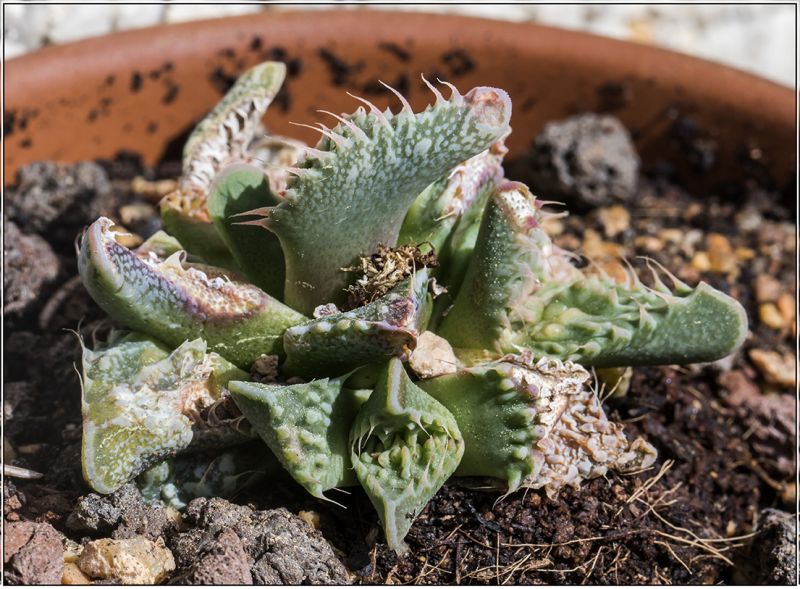 A photo of Faucaria felina ssp tuberculosa cv Super Warty