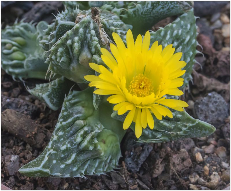 A photo of Faucaria felina ssp tuberculosa cv Super Warty