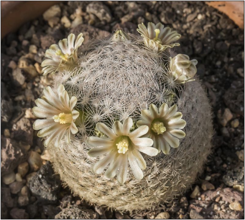 Una foto de Mammillaria lasiacantha