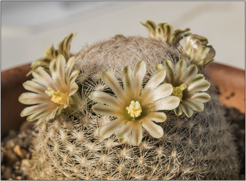 Una foto de Mammillaria lasiacantha