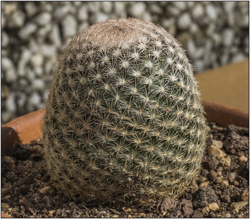 Una foto de Mammillaria lasiacantha