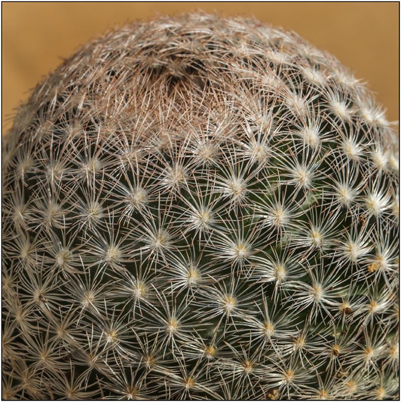 Una foto de Mammillaria lasiacantha