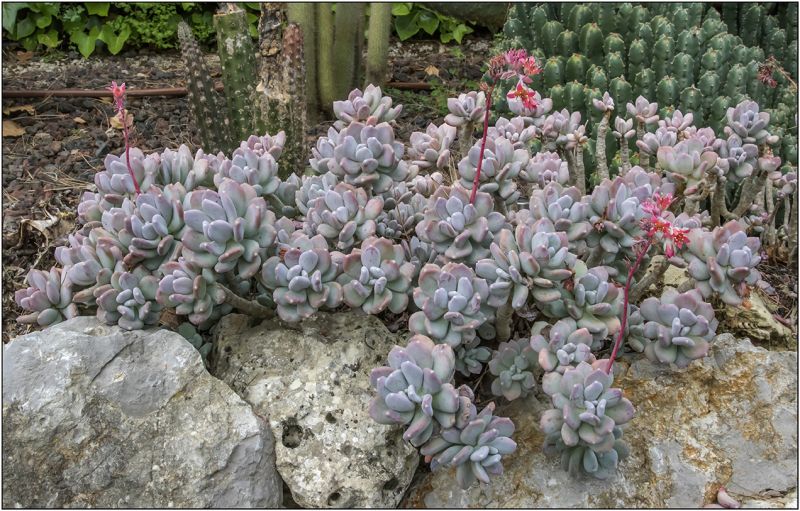 Una foto de Pachyphytum glutinicaule