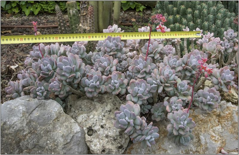 Una foto de Pachyphytum glutinicaule