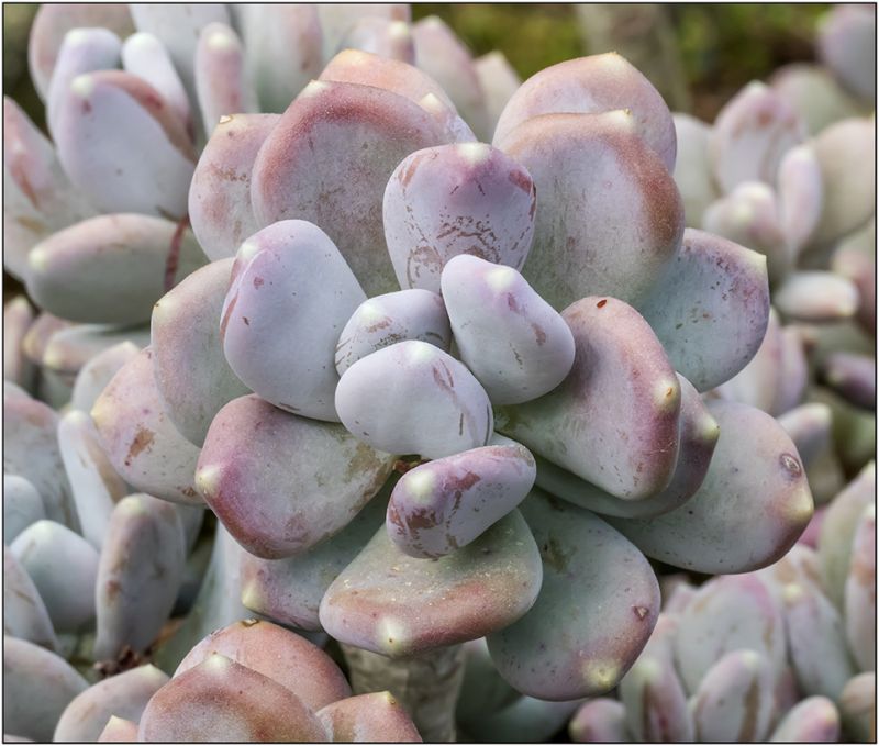 Una foto de Pachyphytum glutinicaule
