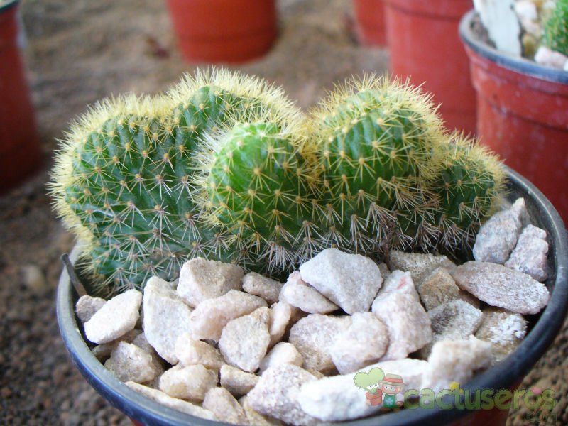 A photo of Cleistocactus winteri f. crestada