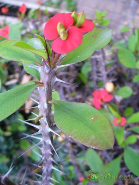 A photo of Euphorbia milii var. milii