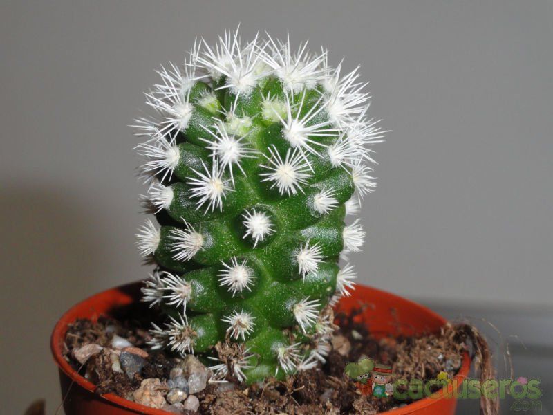 A photo of Mammillaria gracilis cv. Arizona Snowcap