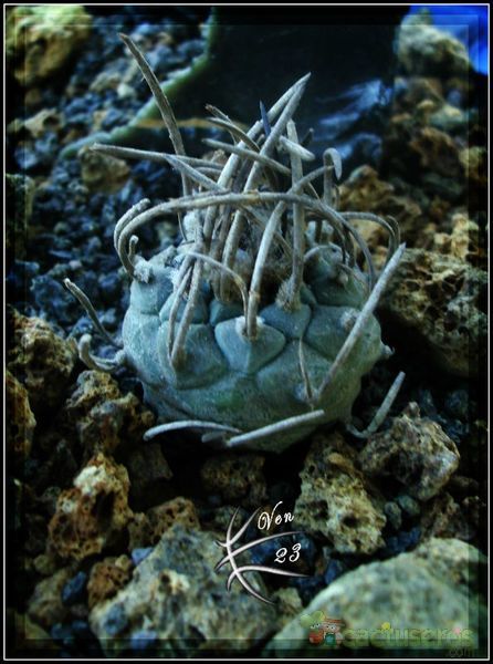 A photo of Turbinicarpus schmiedickeanus subsp. klinkerianus