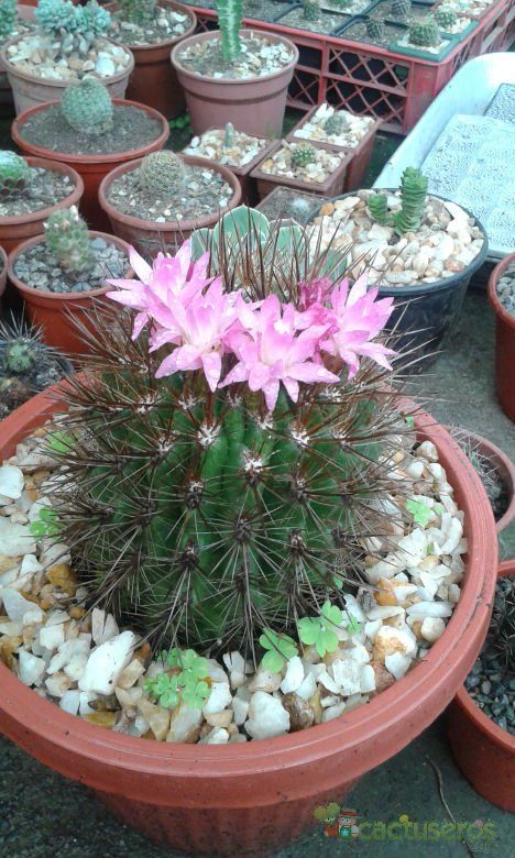 A photo of Eriosyce subgibbosa