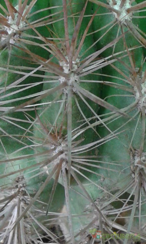 A photo of Eriosyce subgibbosa