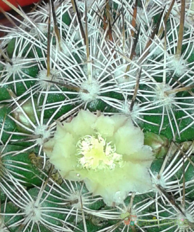 Una foto de Mammillaria lindsayi