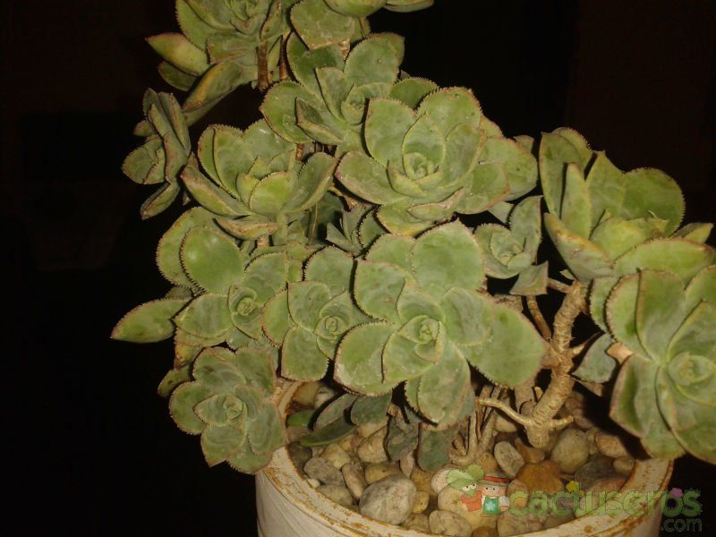 A photo of Aeonium haworthii