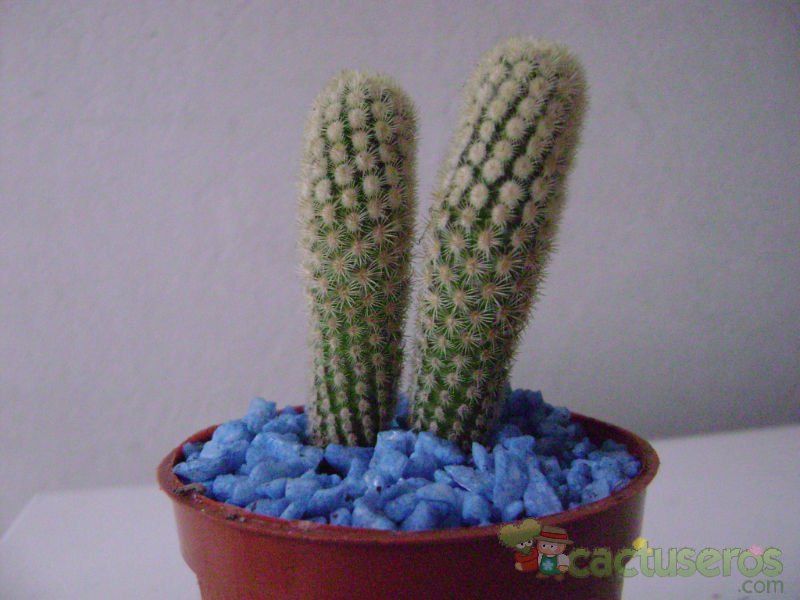 A photo of Mammillaria elongata cv. Golden Nugget