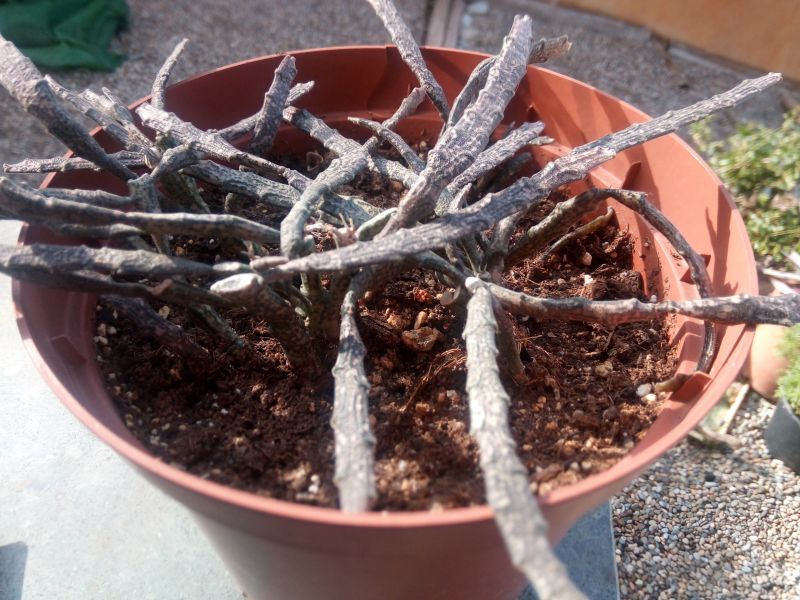 Una foto de Euphorbia platyclada
