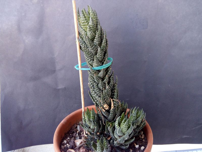 A photo of Haworthia coarctata var. adelaidensis