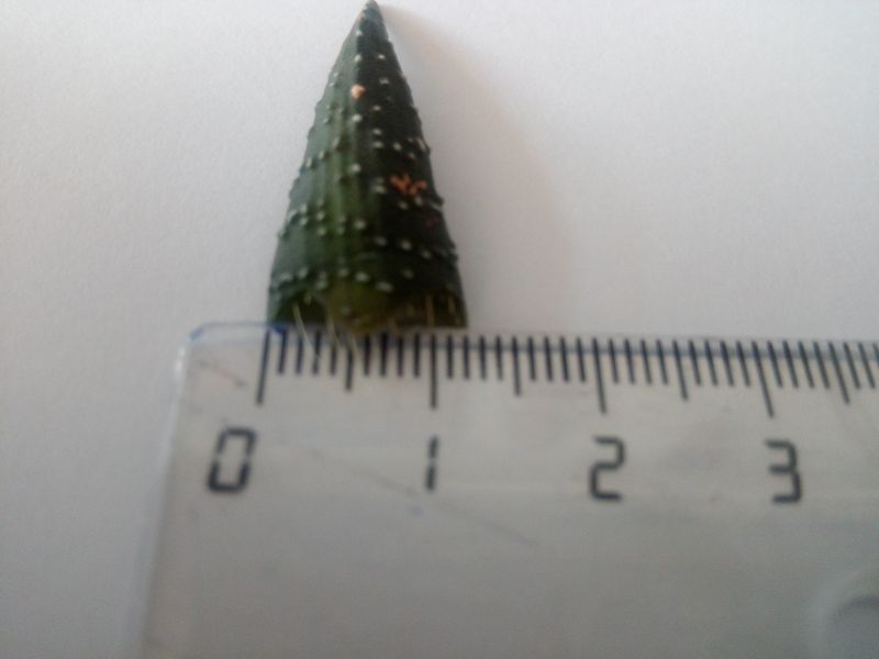A photo of Haworthia coarctata var. adelaidensis