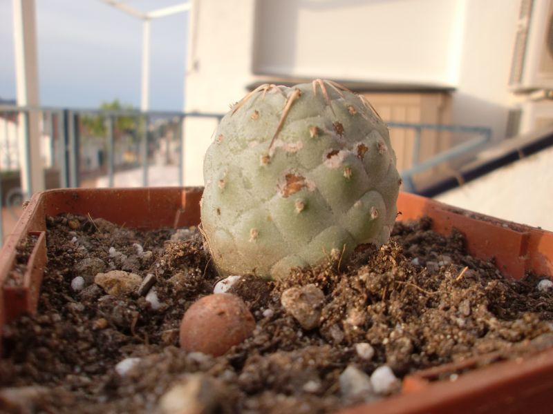 A photo of Tephrocactus geometricus