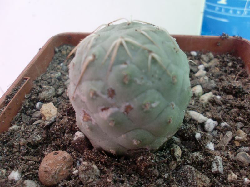 A photo of Tephrocactus geometricus