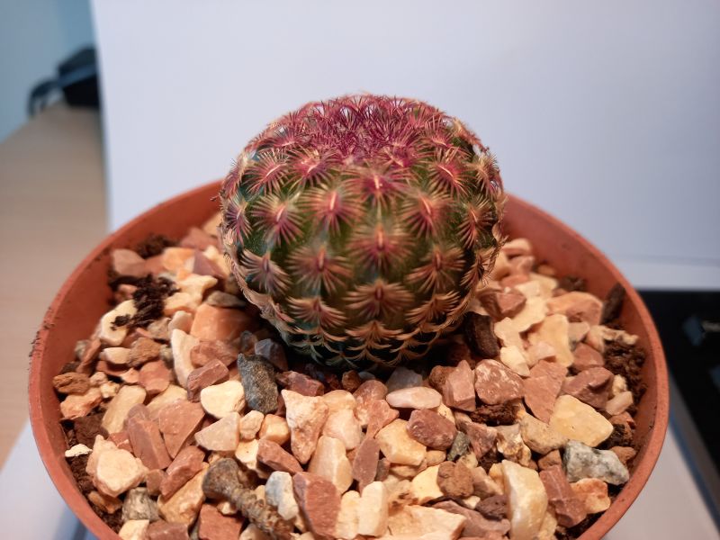 Photo of a cactus currently being identified