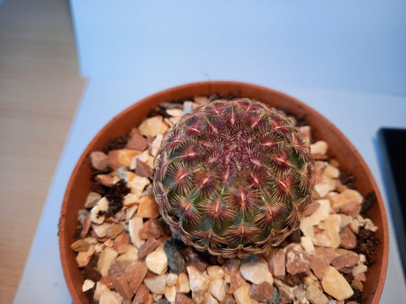 Photo of a cactus currently being identified