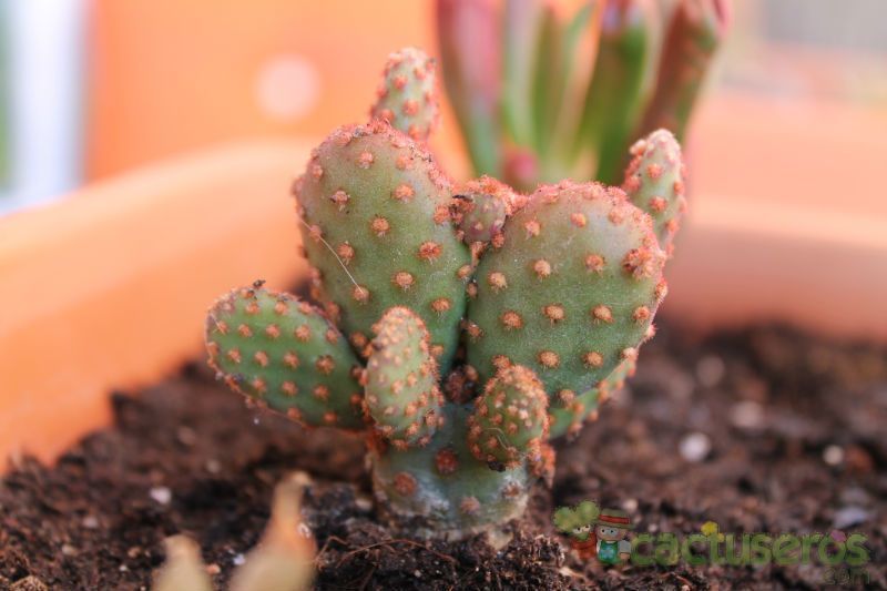 Una foto de Opuntia microdasys ssp. rufida fma. monstruosa