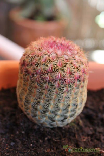 Una foto de Echinocereus rigidissimus ssp. rubispinus