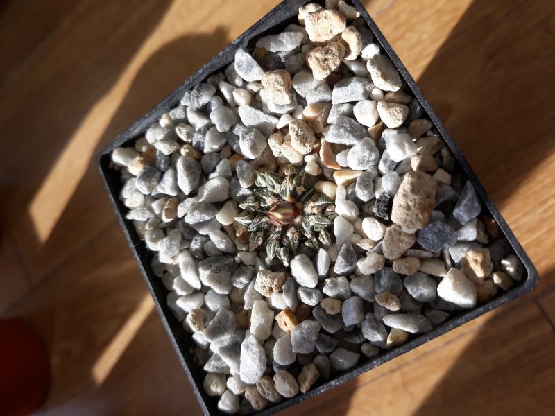 A photo of Ariocarpus kotschoubeyanus