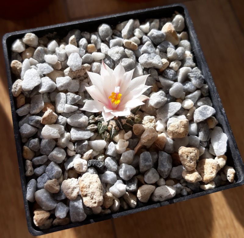 A photo of Ariocarpus kotschoubeyanus