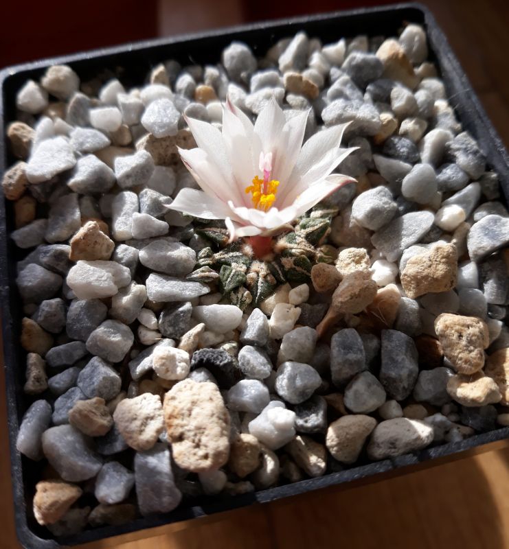 A photo of Ariocarpus kotschoubeyanus