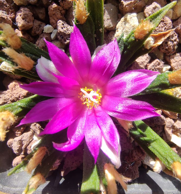 A photo of Ariocarpus agavioides