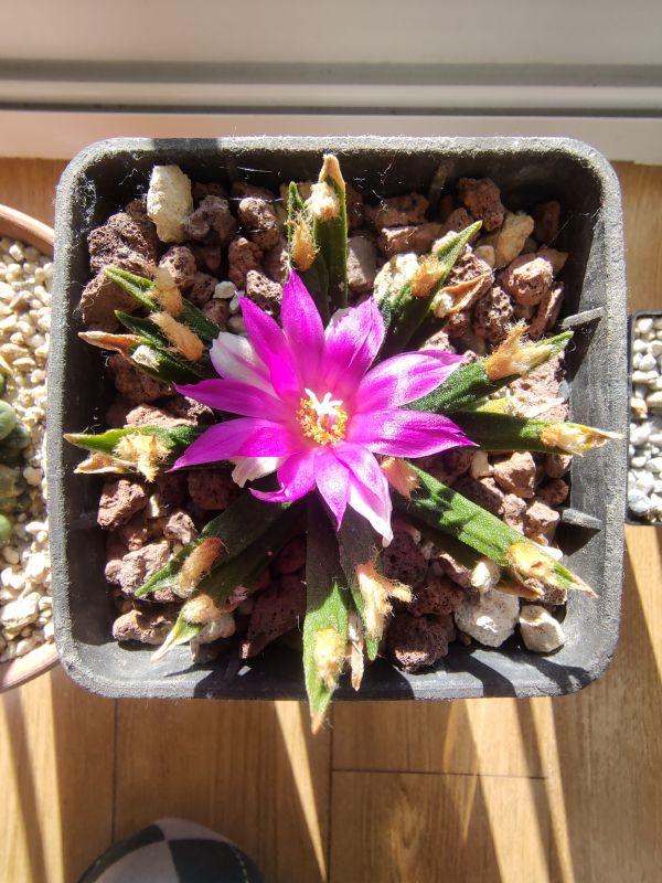 A photo of Ariocarpus agavioides